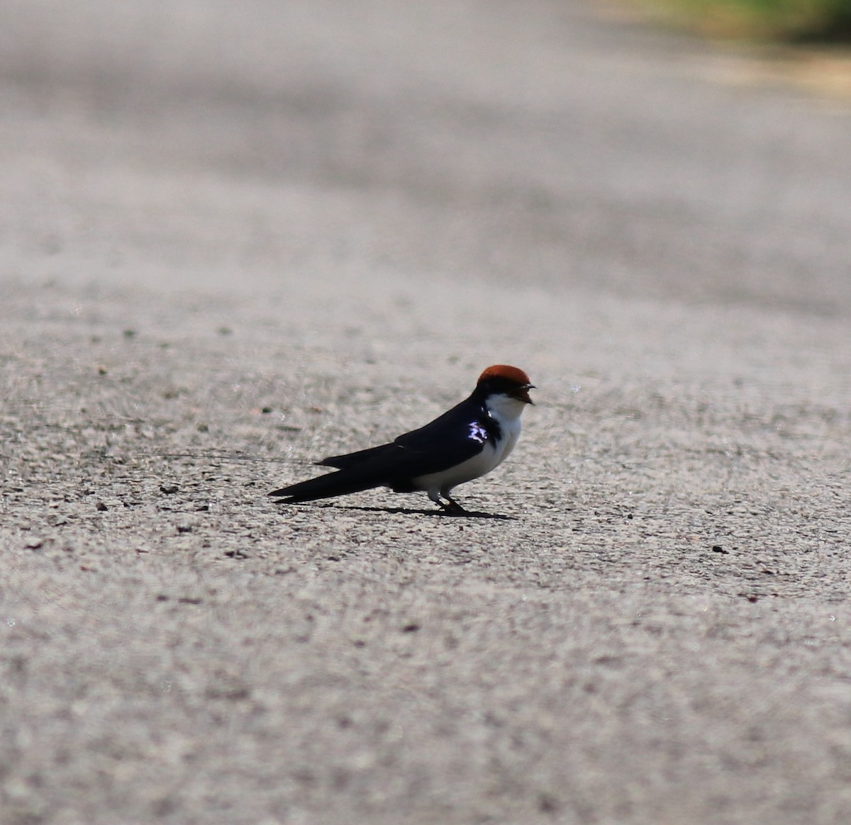 Wire-tailed Swallow - ML646341540