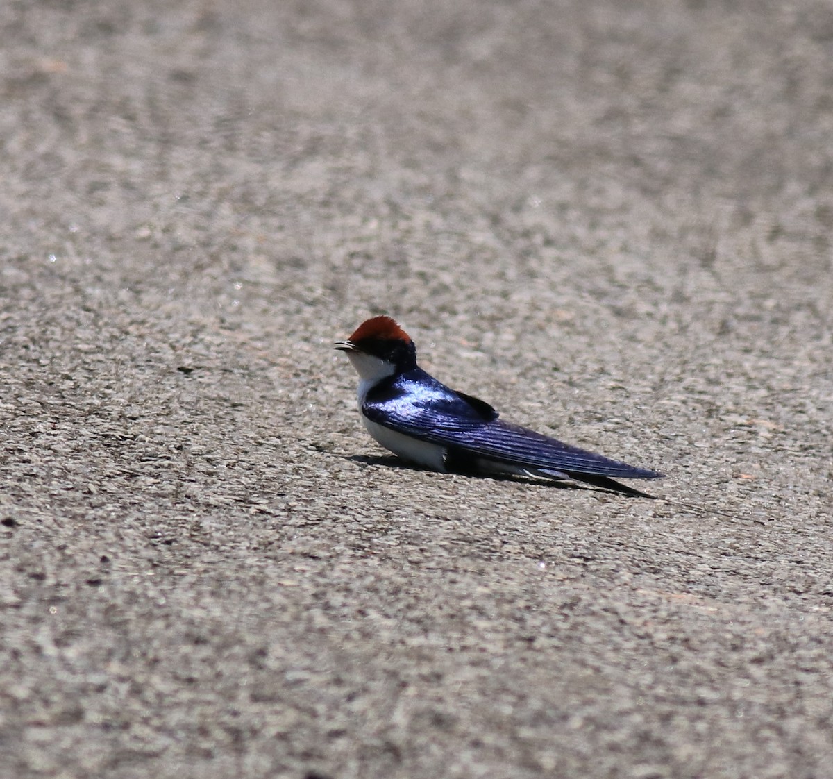 Wire-tailed Swallow - ML646341542