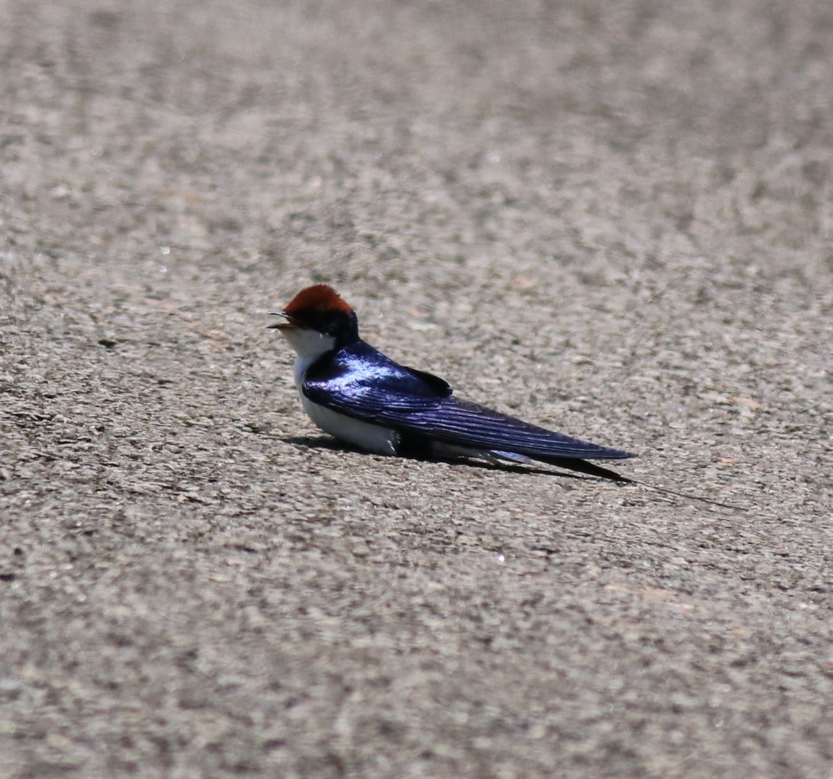 Wire-tailed Swallow - ML646341543