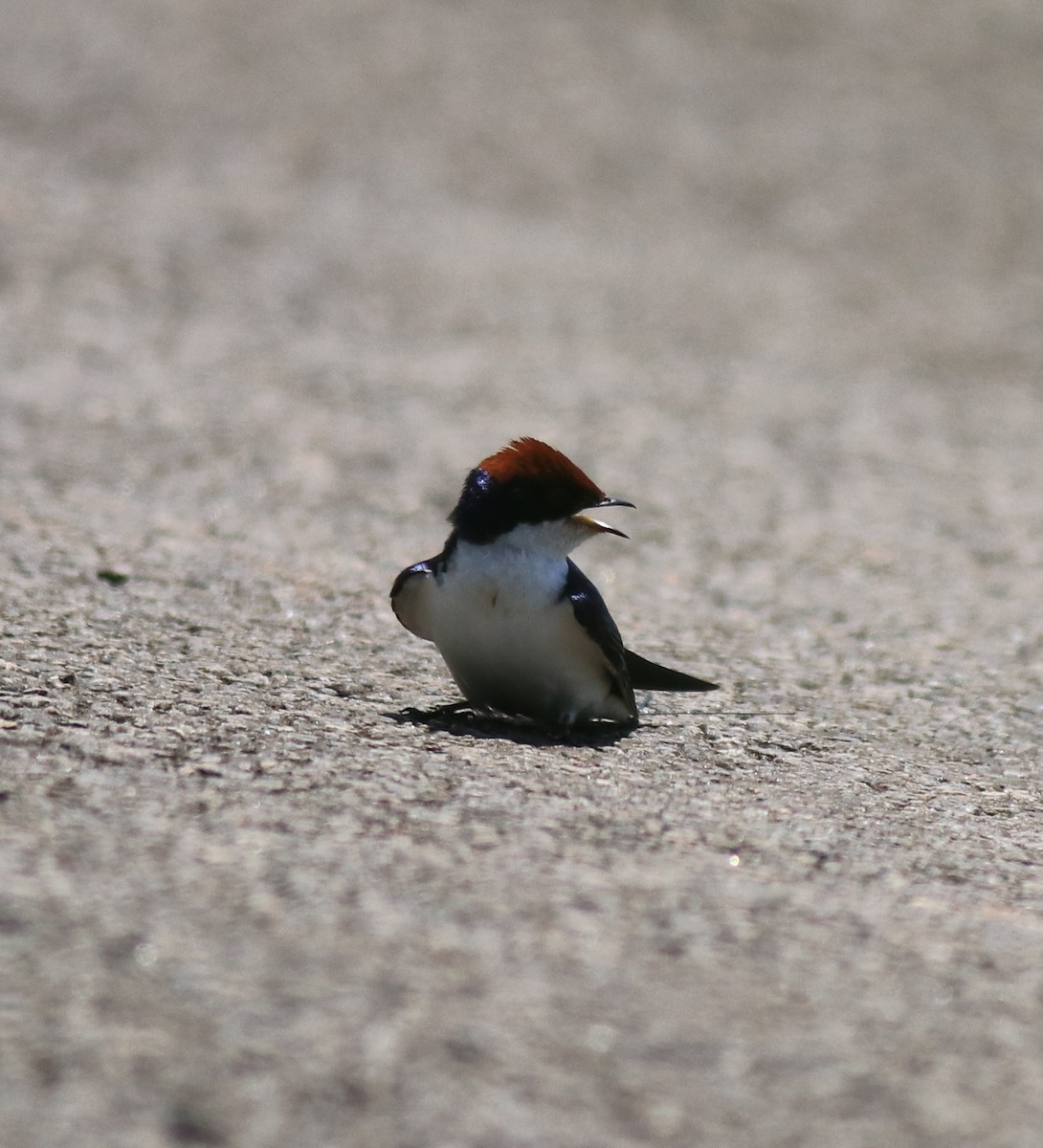 Wire-tailed Swallow - ML646341544