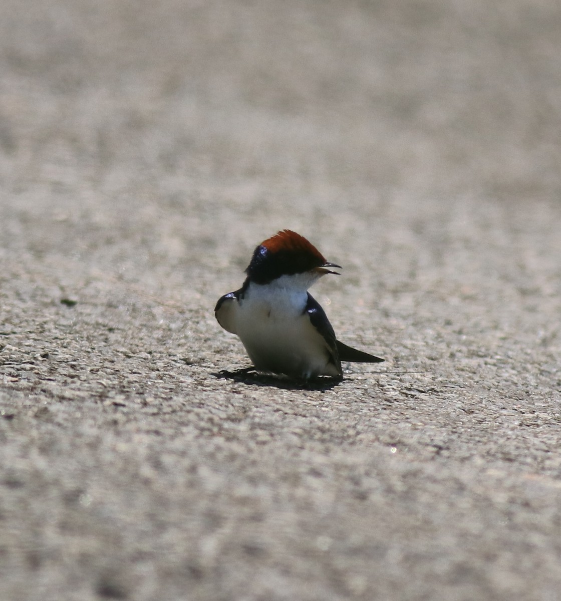 Wire-tailed Swallow - ML646341546