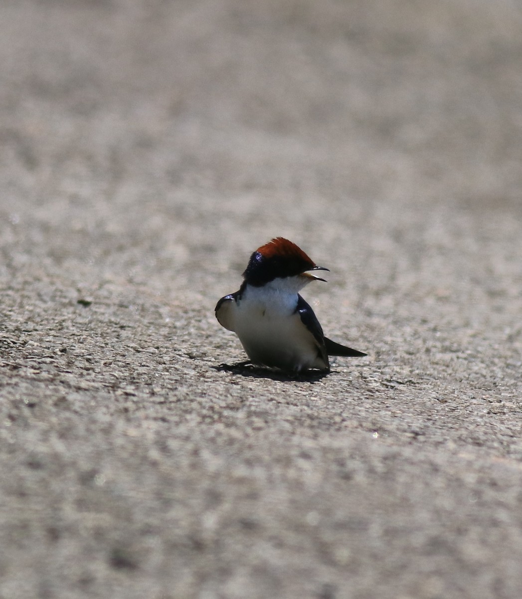 Wire-tailed Swallow - ML646341547