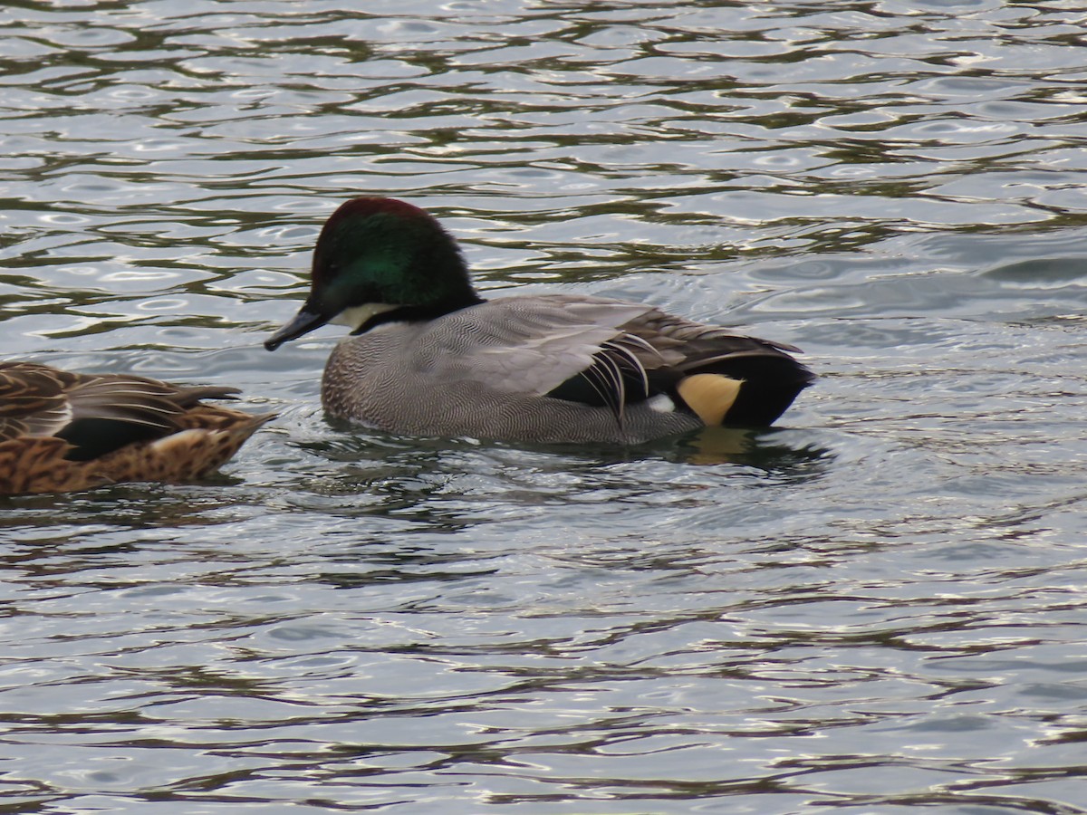 ヨシガモ - ML646341548