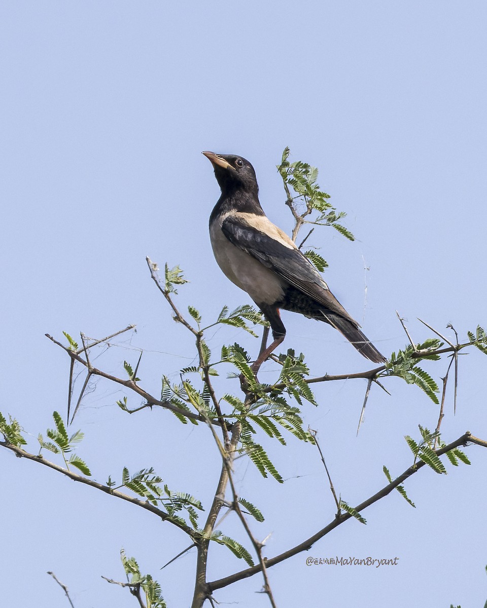 Rosy Starling - ML646341549