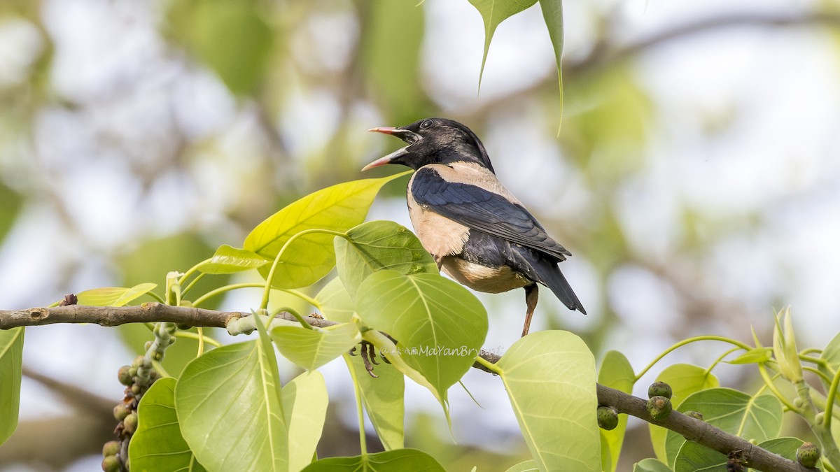 Rosy Starling - ML646341550