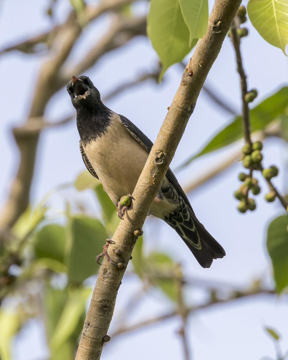 Rosy Starling - ML646341551