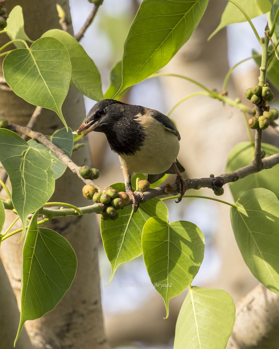 Rosy Starling - ML646341552