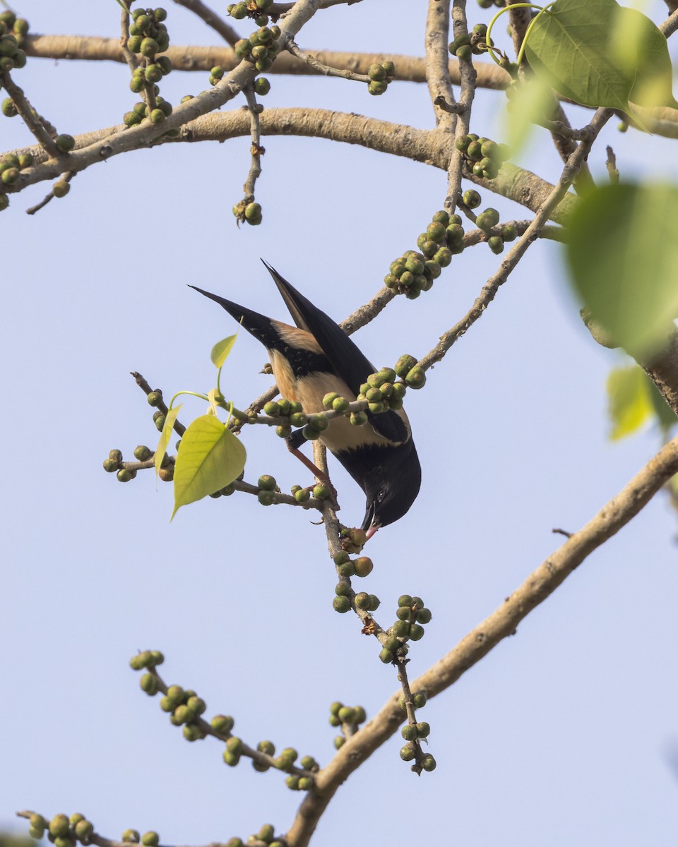 Rosy Starling - ML646341553