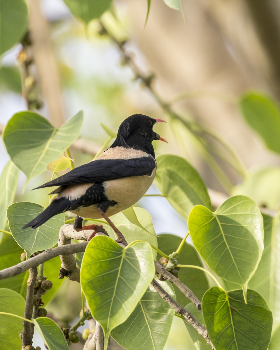 Rosy Starling - ML646341554