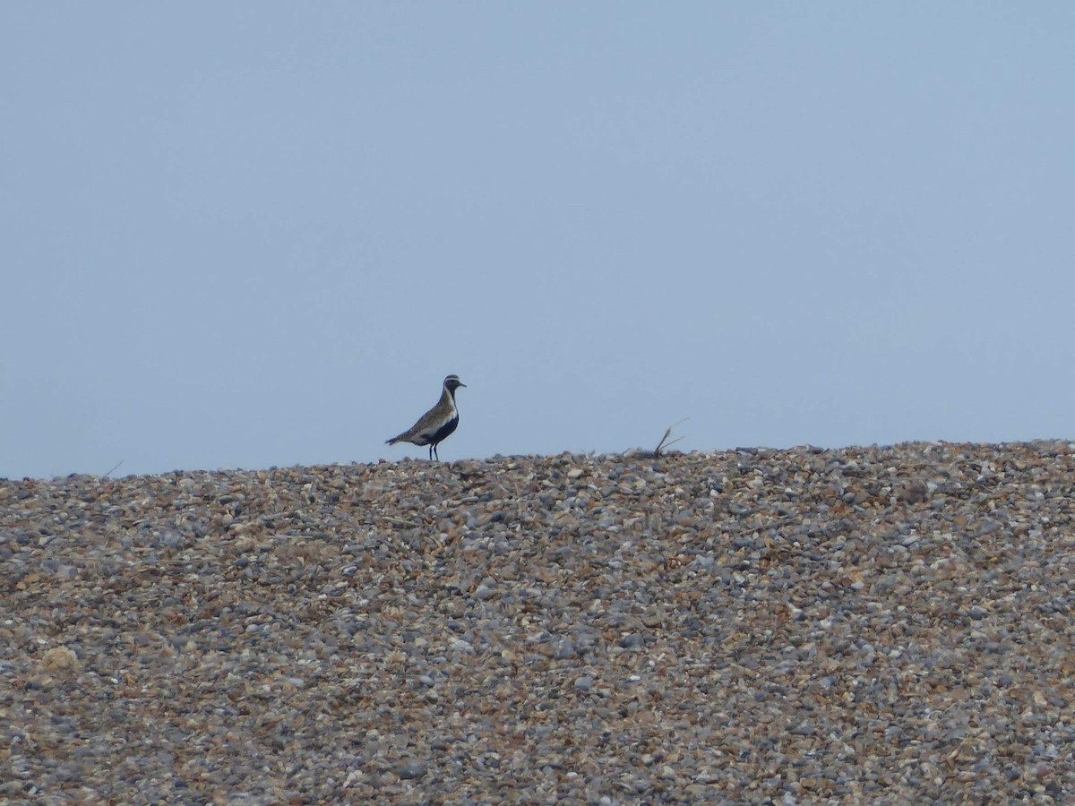 Сивка звичайна - ML646341560