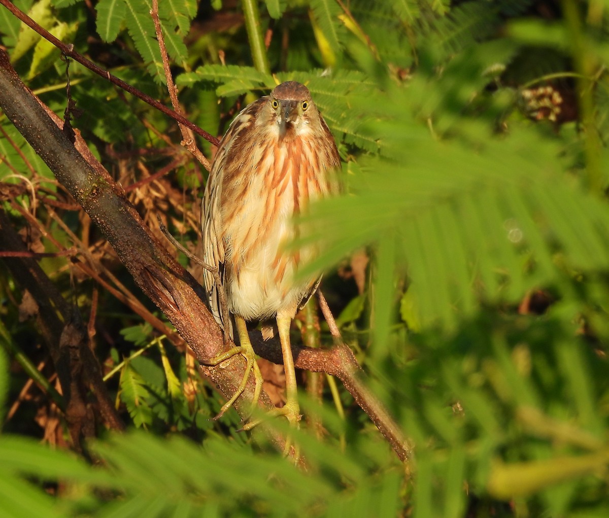 Yellow Bittern - ML646341562