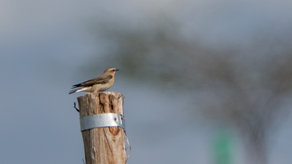 Pied Wheatear - ML646341563
