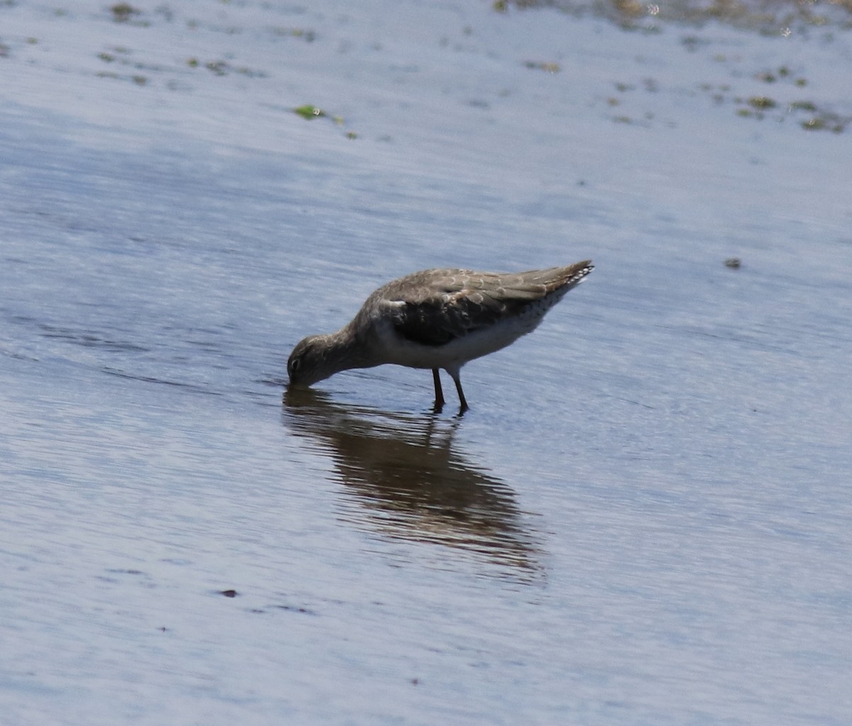 Common Redshank - ML646341565