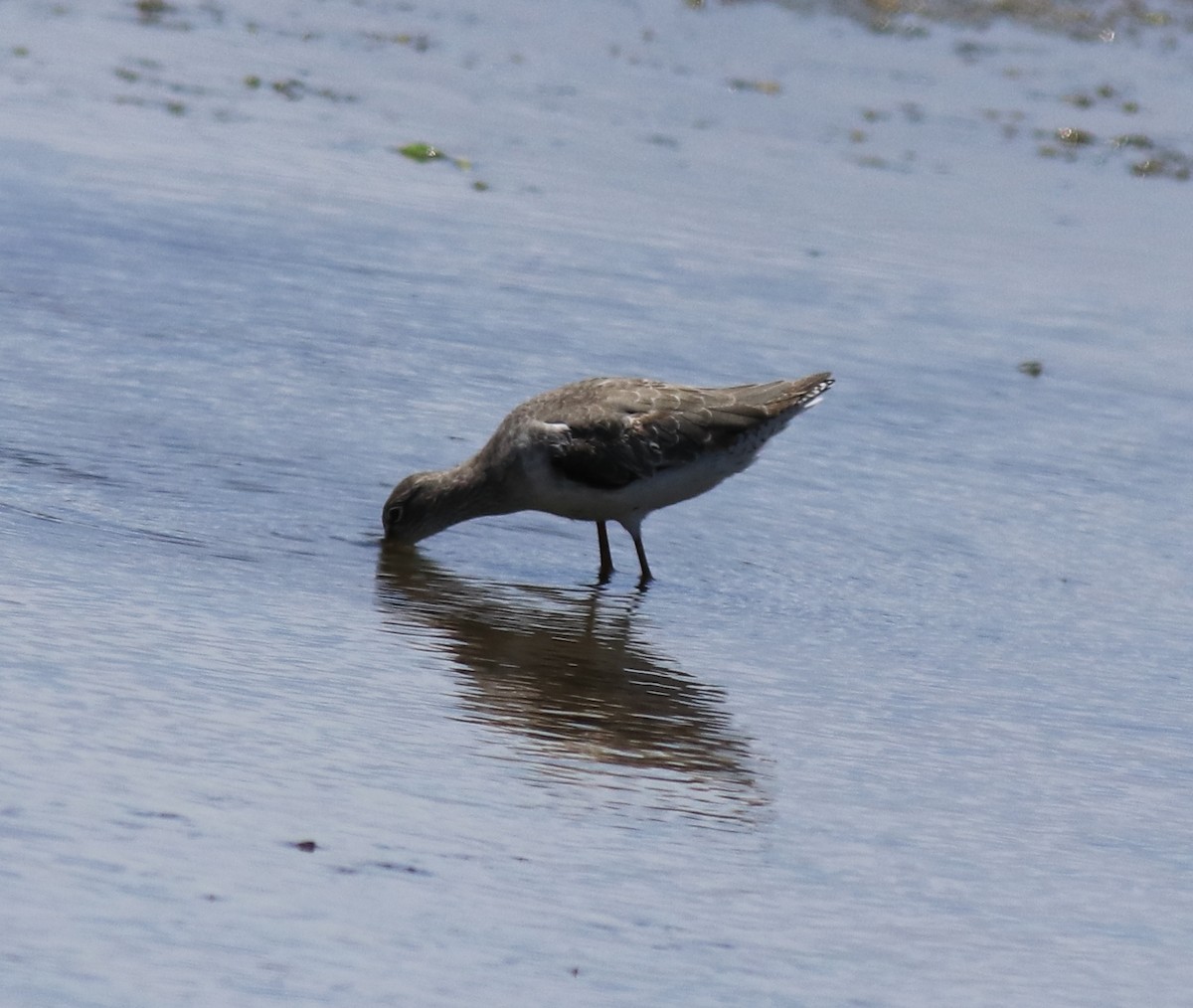 Common Redshank - ML646341566