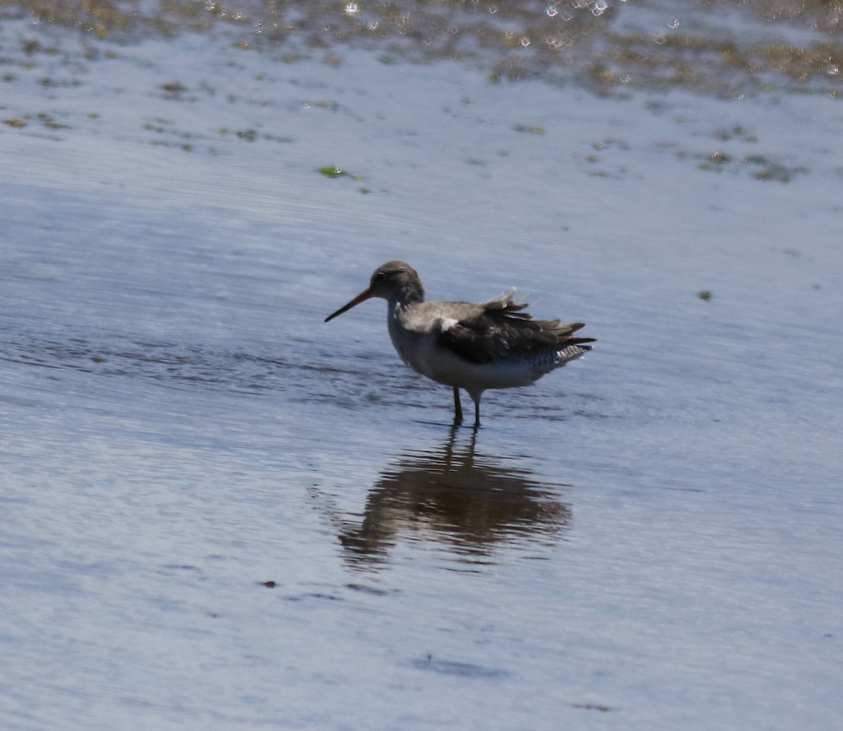 Common Redshank - ML646341567