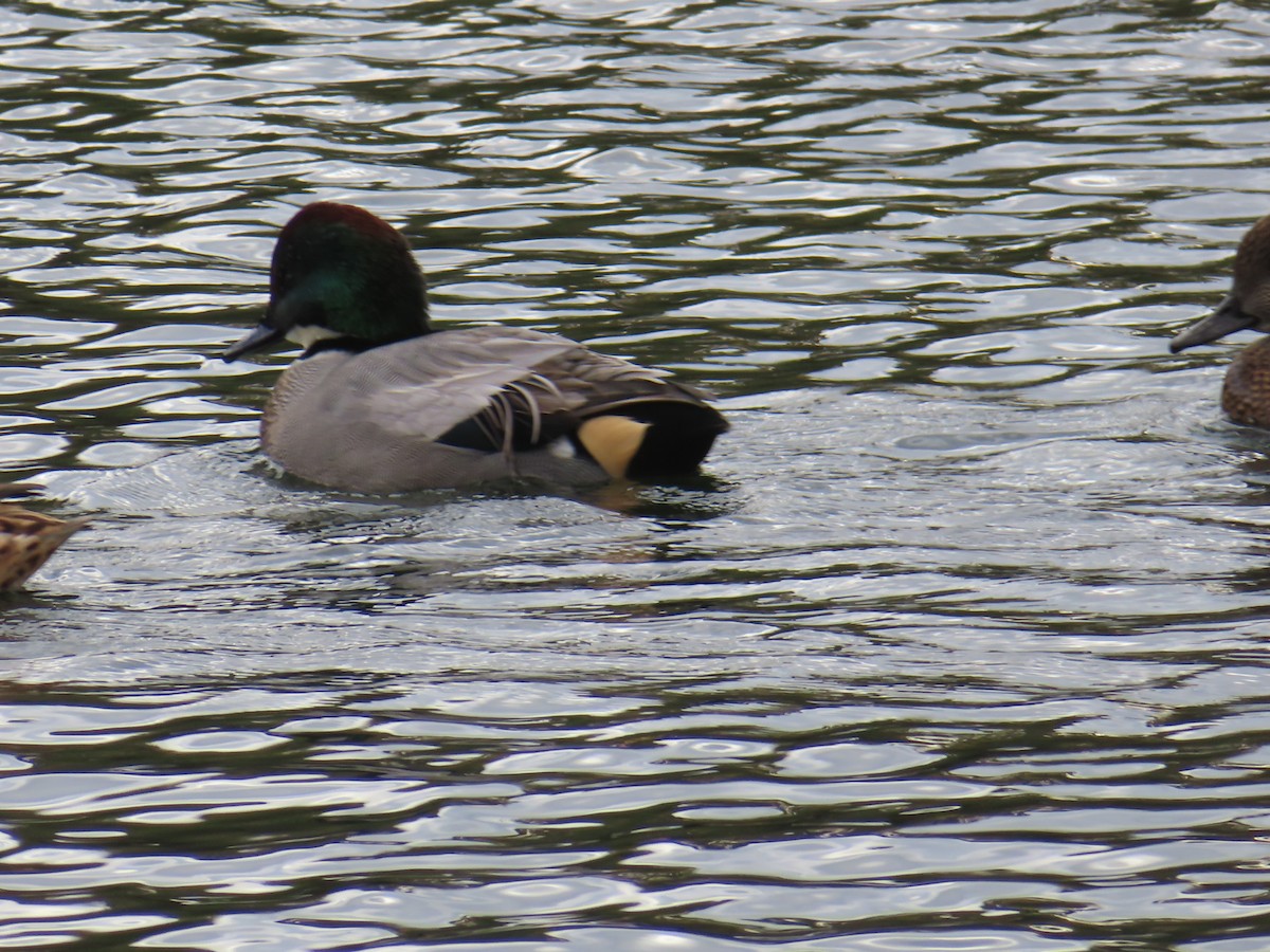 ヨシガモ - ML646341568