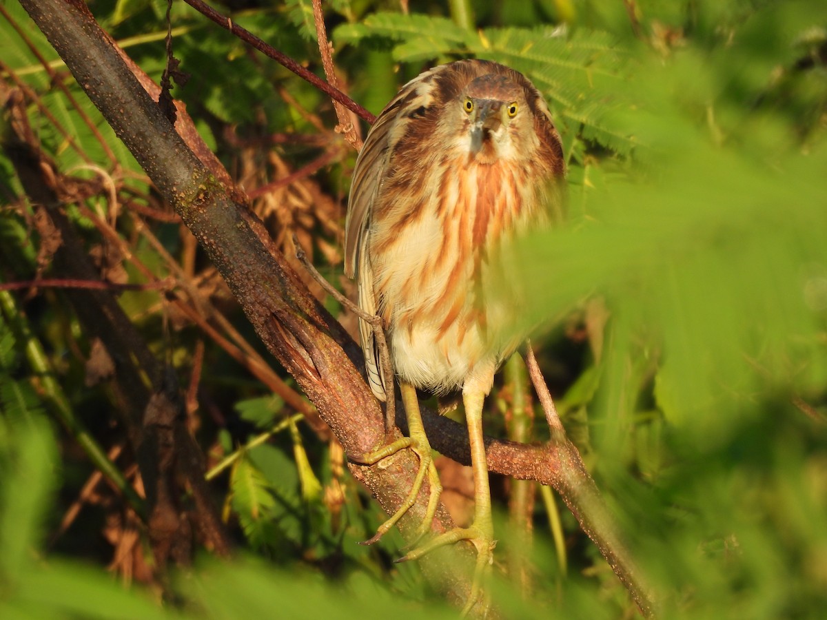Yellow Bittern - ML646341569