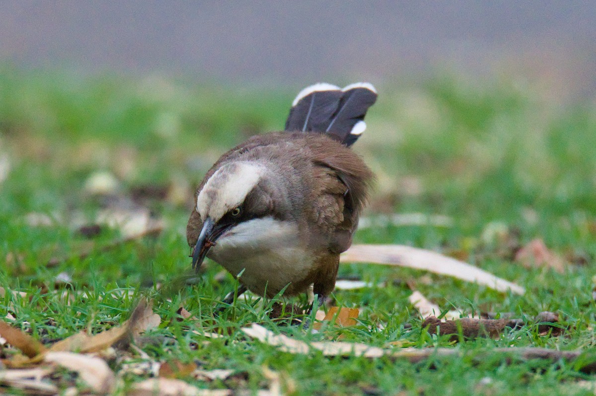 オーストラリアマルハシ - ML646341571