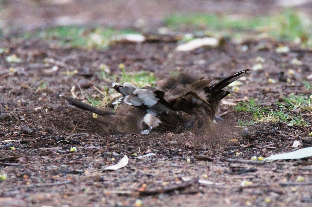 オーストラリアマルハシ - ML646341572