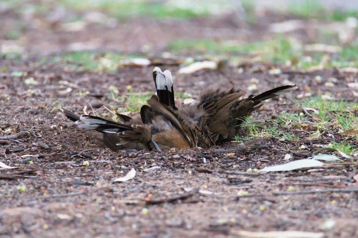 オーストラリアマルハシ - ML646341573