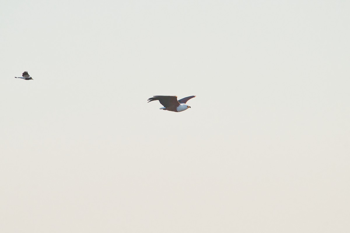 African Fish-Eagle - ML646341574