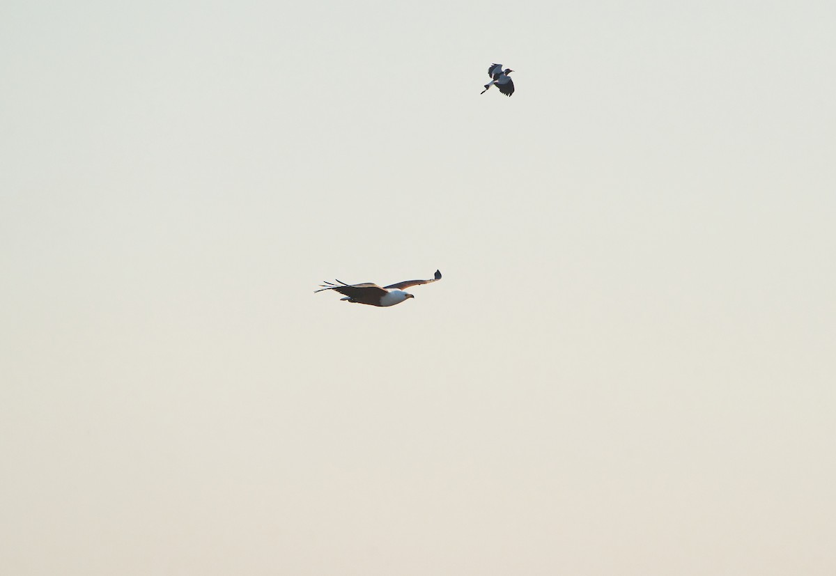 African Fish-Eagle - ML646341578