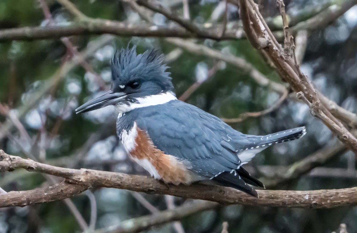 rybařík pruhoprsý - ML646341581