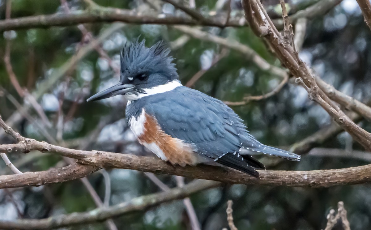 rybařík pruhoprsý - ML646341582