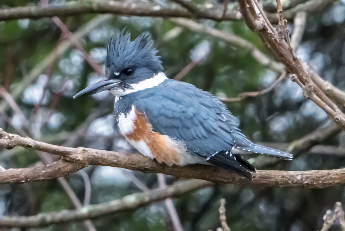 rybařík pruhoprsý - ML646341583