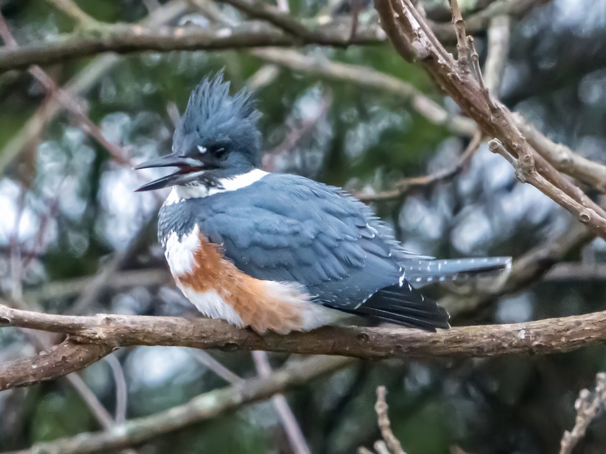 rybařík pruhoprsý - ML646341584