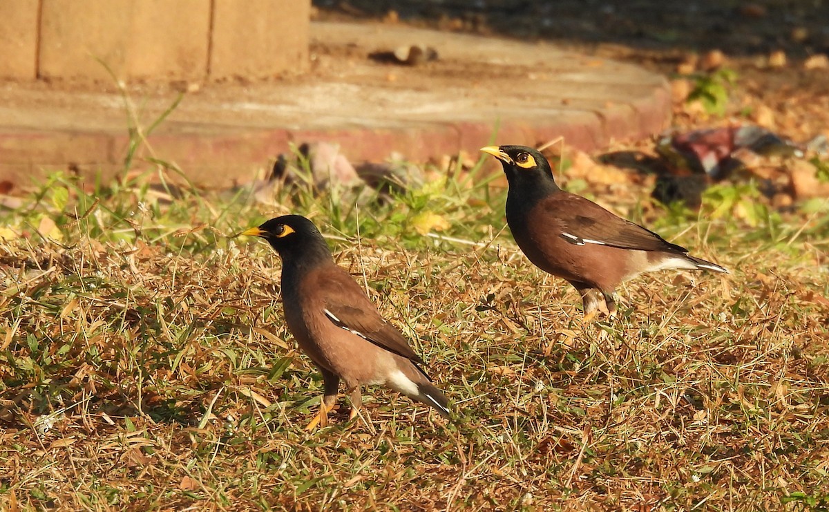 Common Myna - ML646341587