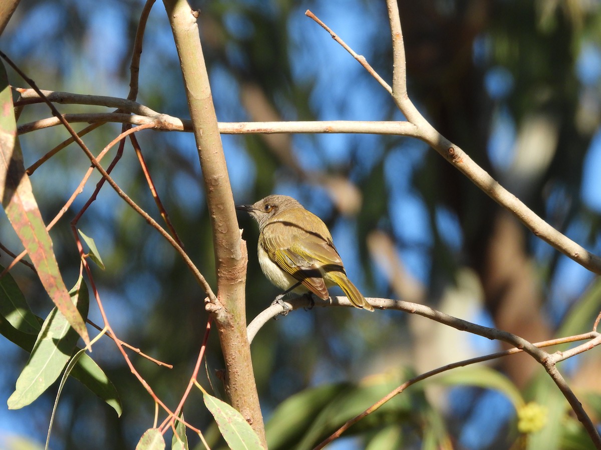 Brown Honeyeater - ML646341591