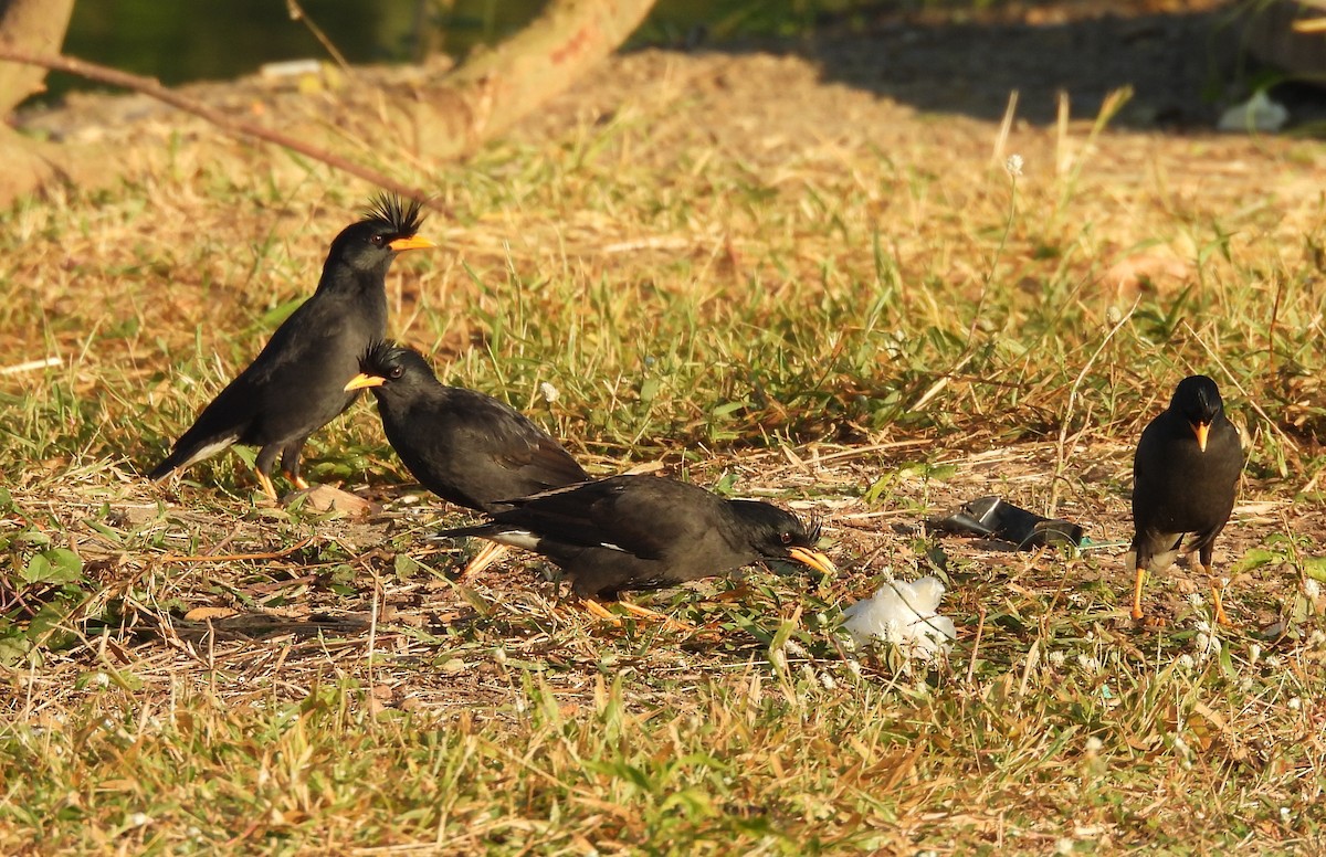 Great Myna - ML646341598