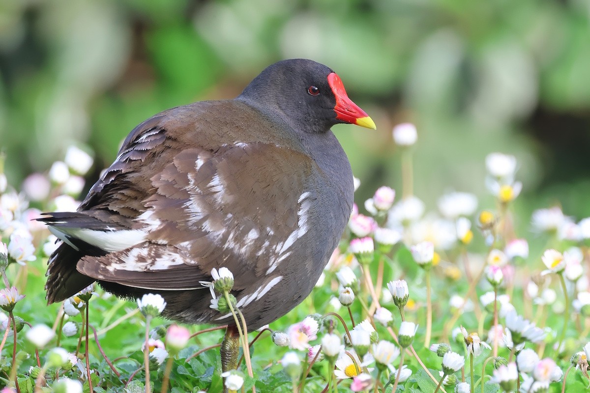 Gallinella d'acqua - ML646341602