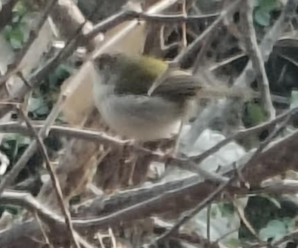 Terzikuşu - ML646341607