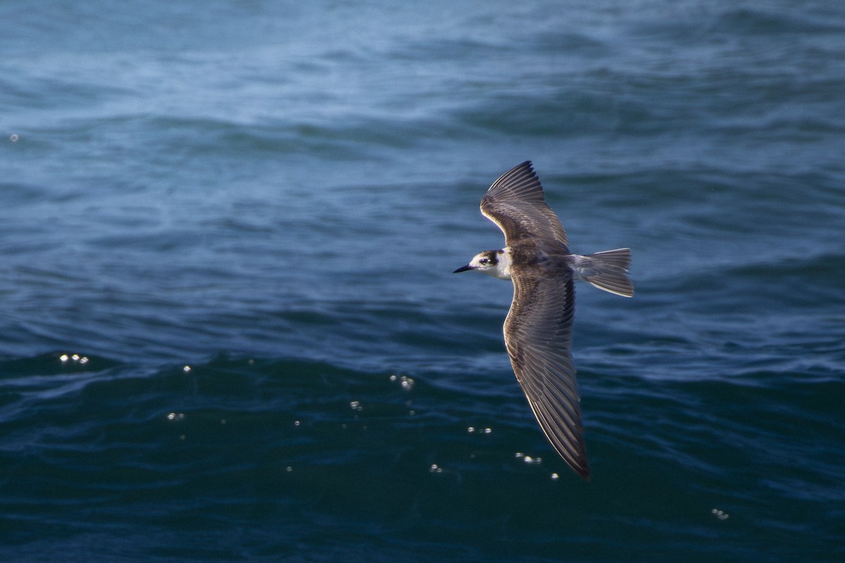 White-winged Tern - ML646341609