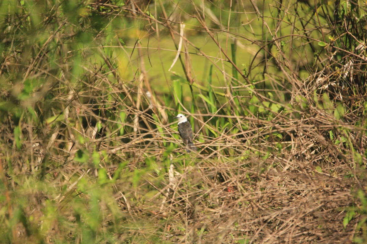 Віюдита чорноспинна - ML646341611