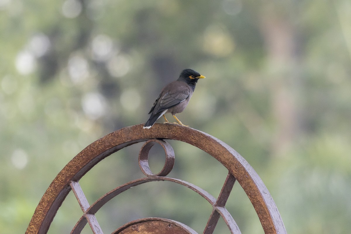 Common Myna - ML646341614