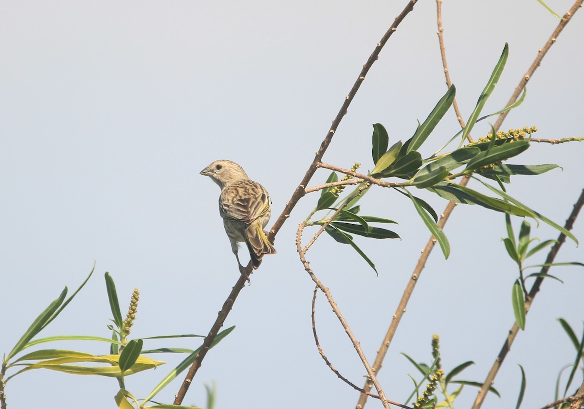 Saffron Finch - ML646341617