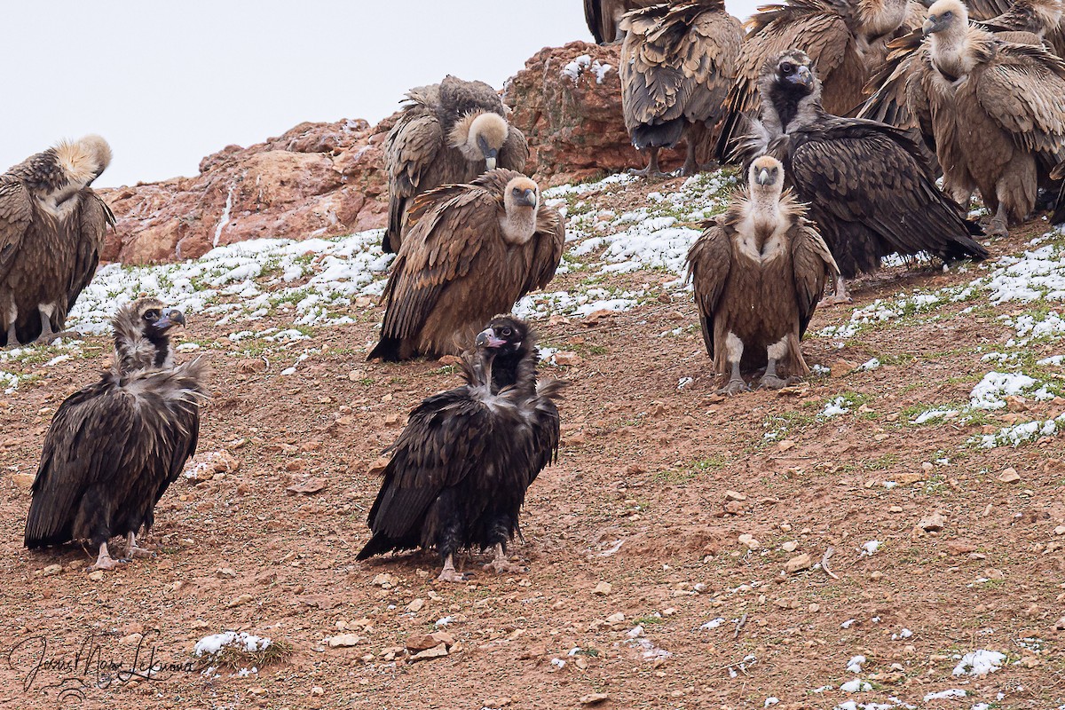 Buitre Negro - ML646341619