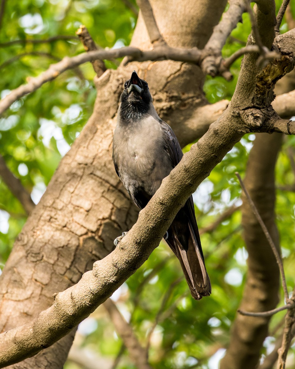 House Crow - ML646341630