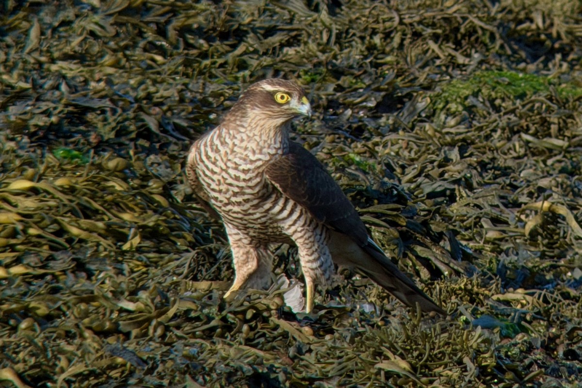 Eurasian Sparrowhawk - ML646341631