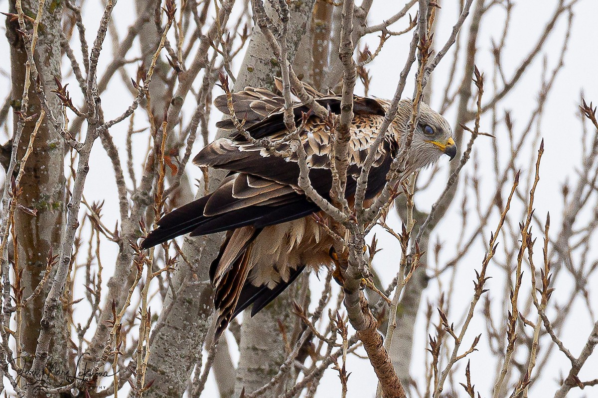Red Kite - ML646341632