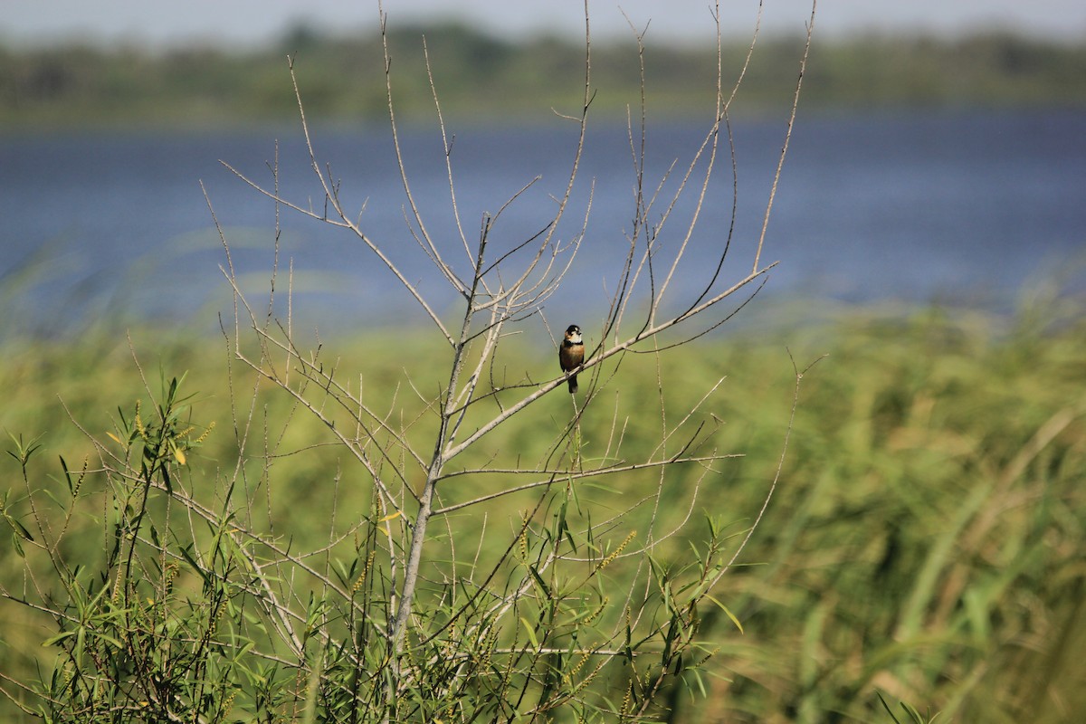 Rusty-collared Seedeater - ML646341636