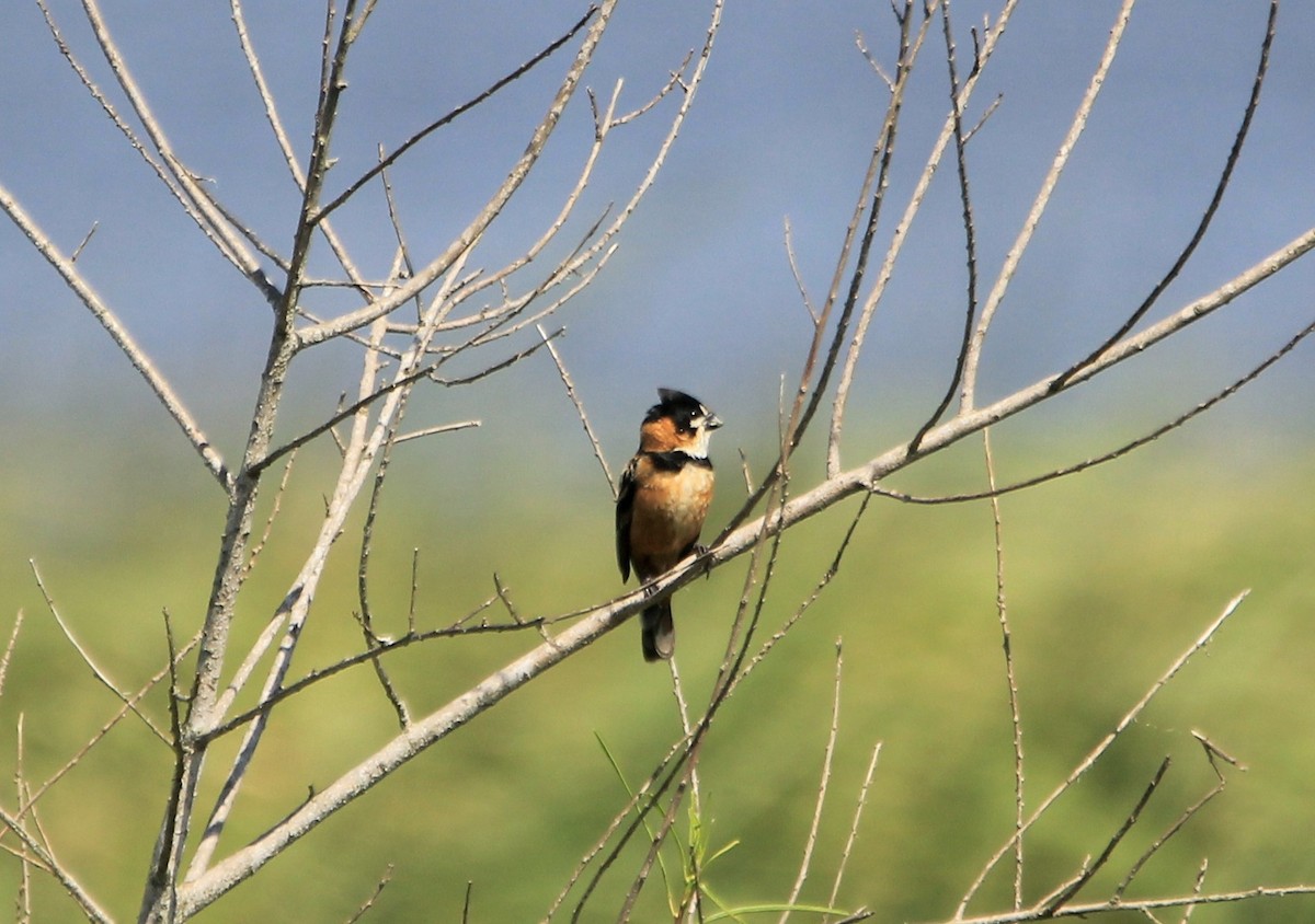 Rusty-collared Seedeater - ML646341639