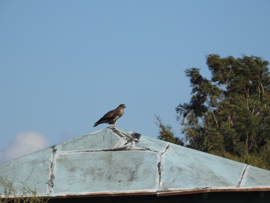 Buse variable - ML646341641