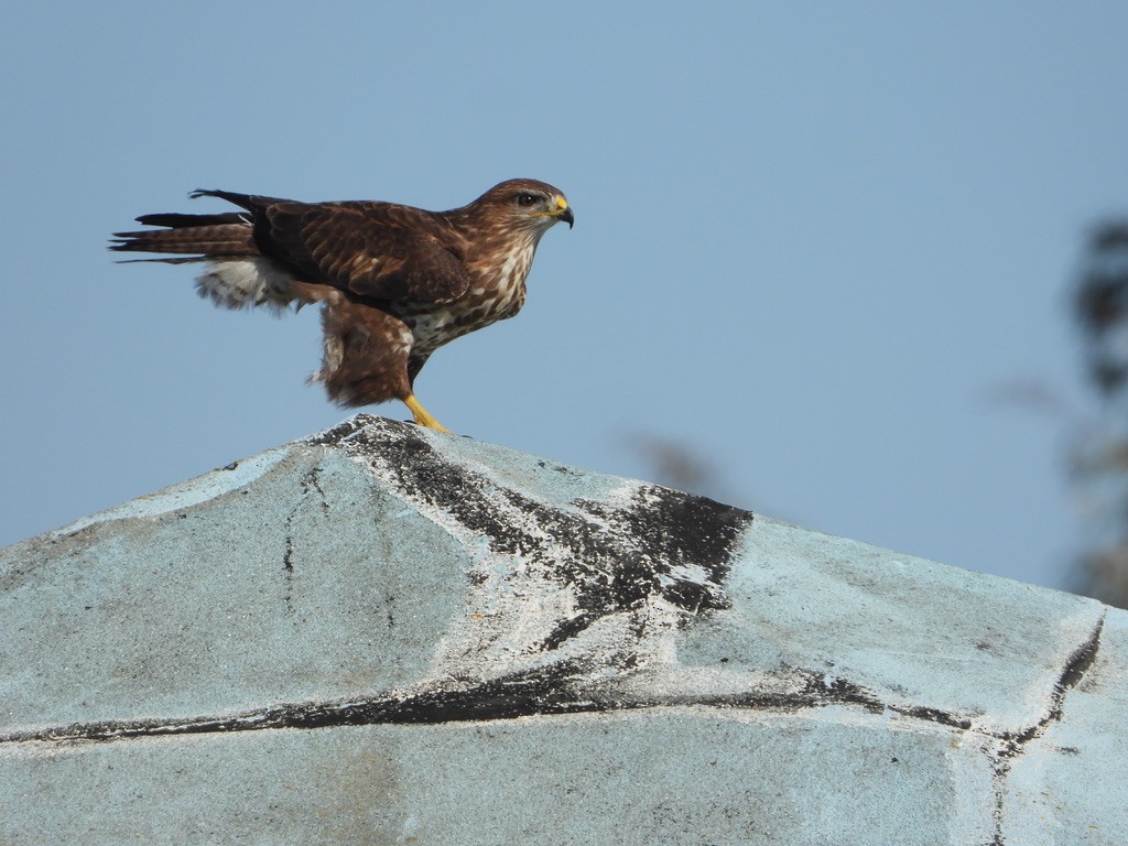 Buse variable - ML646341642