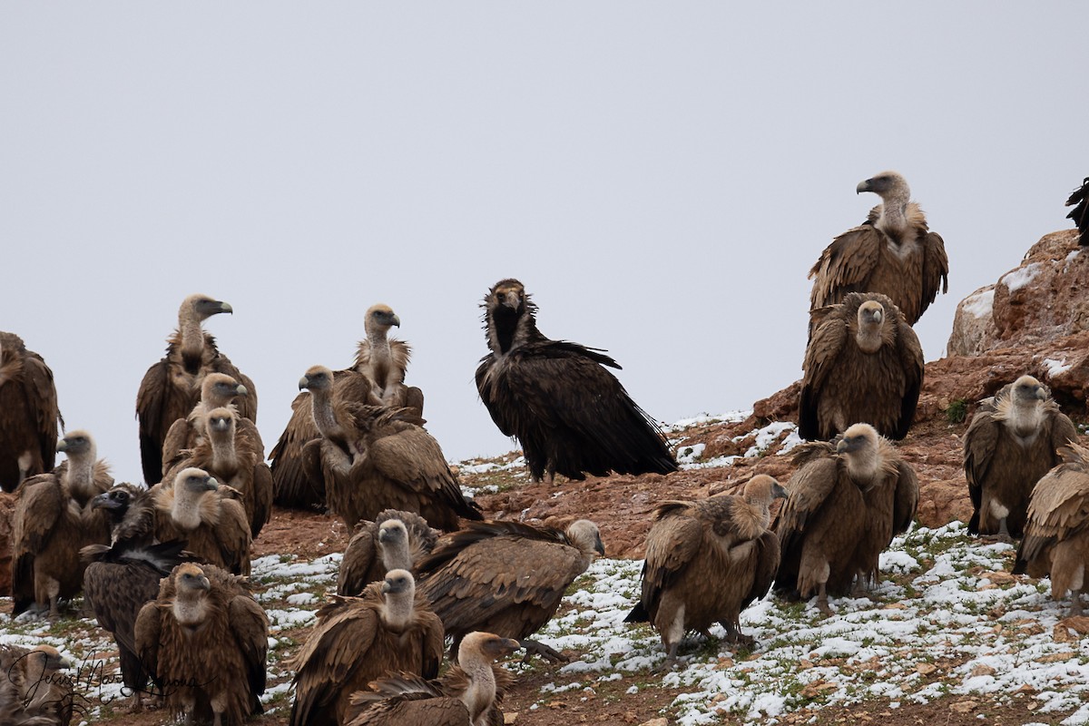 Eurasian Griffon - ML646341644