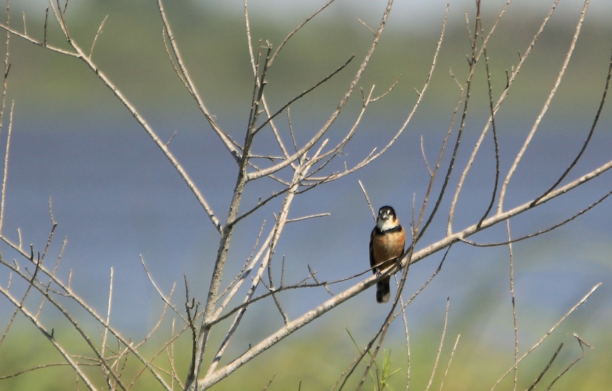 Rusty-collared Seedeater - ML646341651