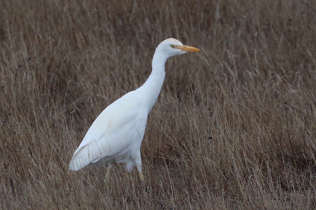 Airone guardabuoi - ML646341652